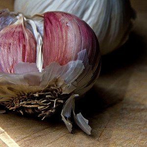 garlic 